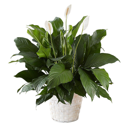 Calming Peace Lily - Medium