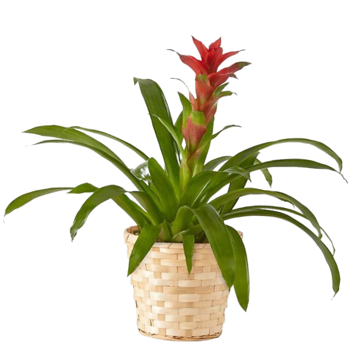 Bromeliad Plant - Gibson's Floral Cart