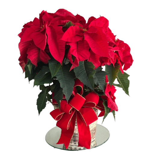 Holiday Red Poinsettia (8 inch basket)