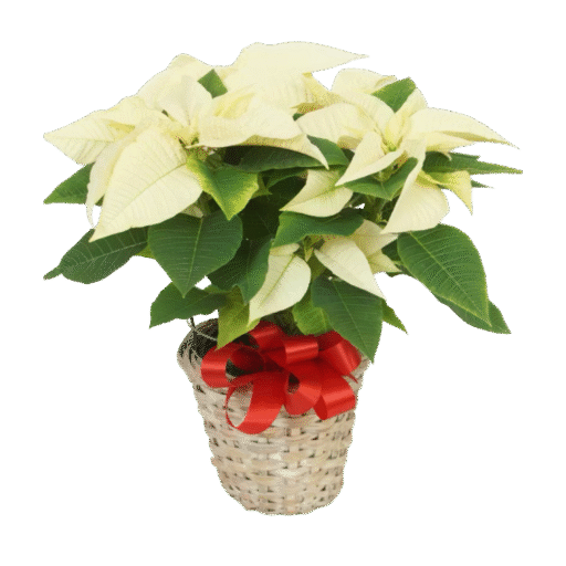 Holiday White Poinsettia (8 inch basket)