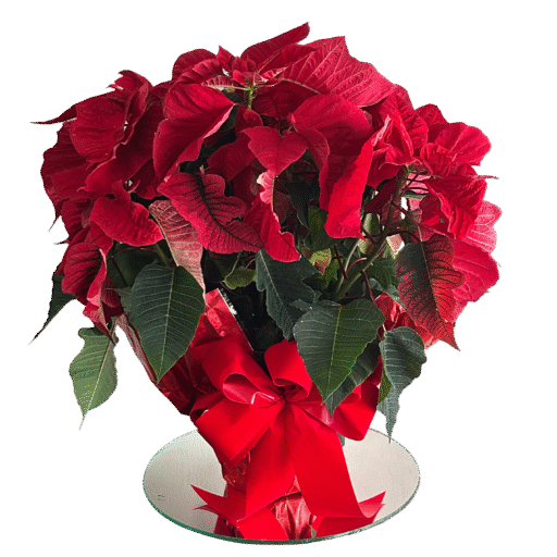 Holiday Red Poinsettia (8 inch Foil Wrapping)