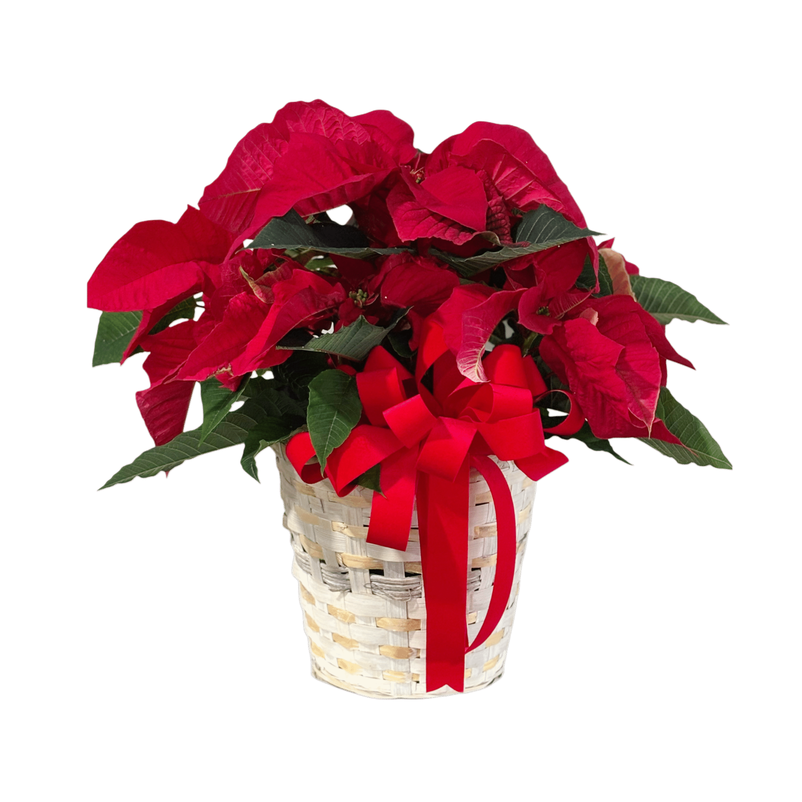Holiday Red Poinsettia (6.5 inch basket)
