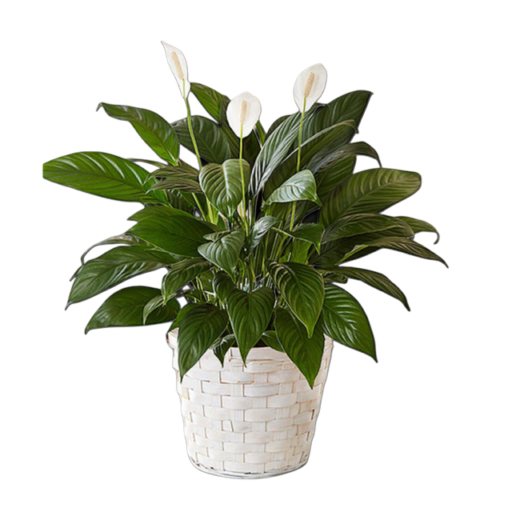 Calming Peace Lily - Small